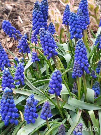 Луковицы мускари