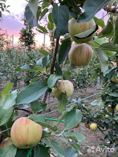 Яблоки домашние