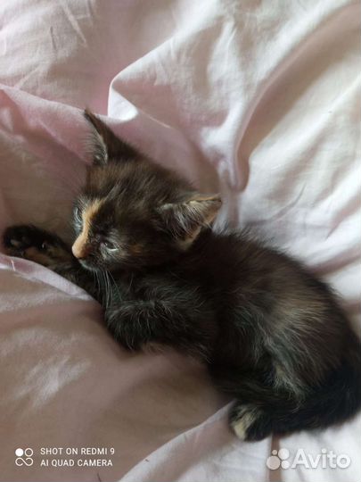 Отдам котят в добрые заботливые руки