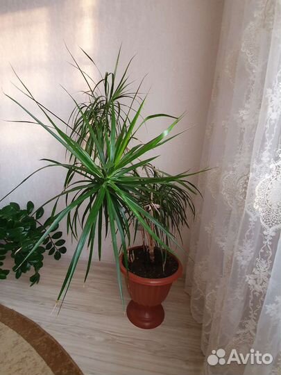 Пальма драцена