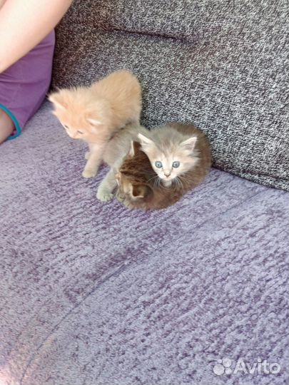 Котята в добрые руки бесплатно