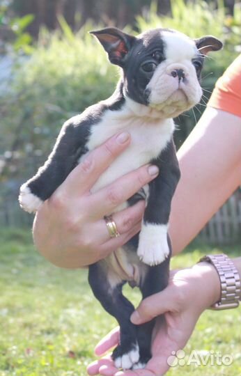 Щенки бостон терьер