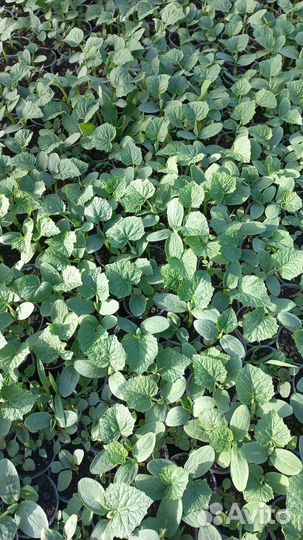 Рассада огурцов Феникс