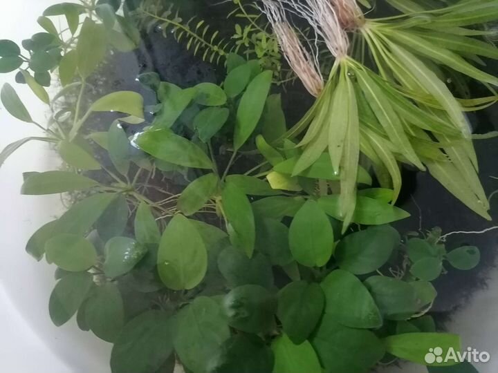 Растения, аквариумные рыбки