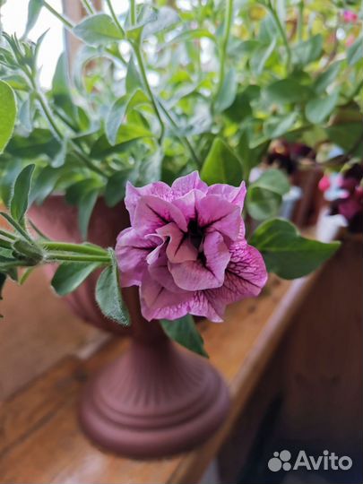 Рассада петуньи