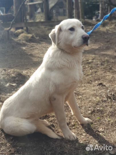 Собака породы Акбаш