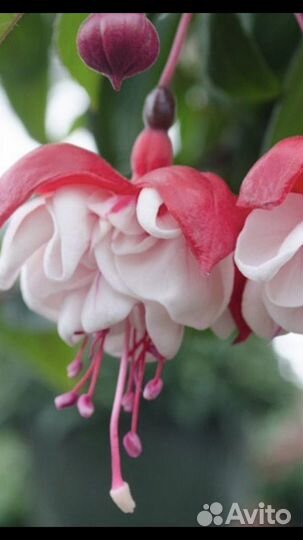 Фуксия сортовая