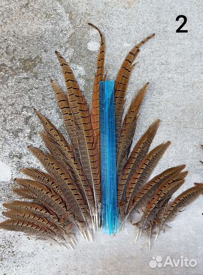 Перья фазана/хвост самца