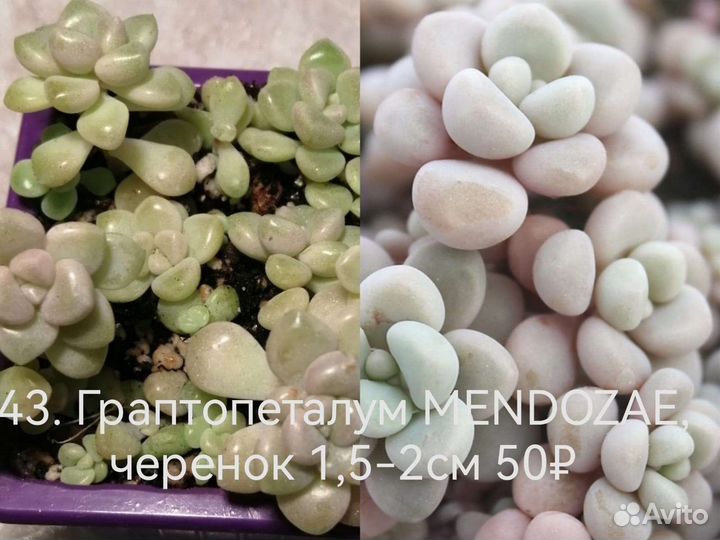 Суккуленты