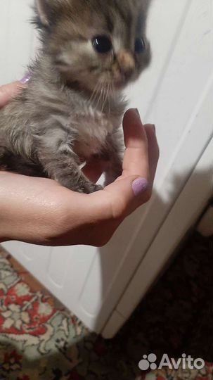 Котик ищет дом