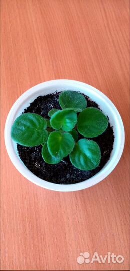 Глоксиния, фиалки