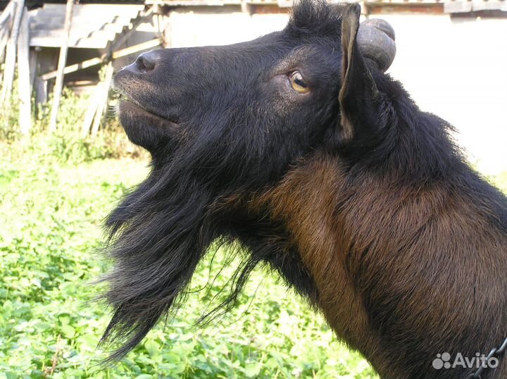 Альпийские козы