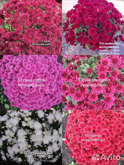 Хризантемы мультифлора