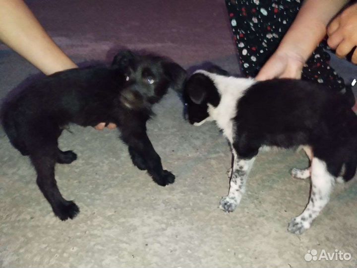 Щенки в добрые руки