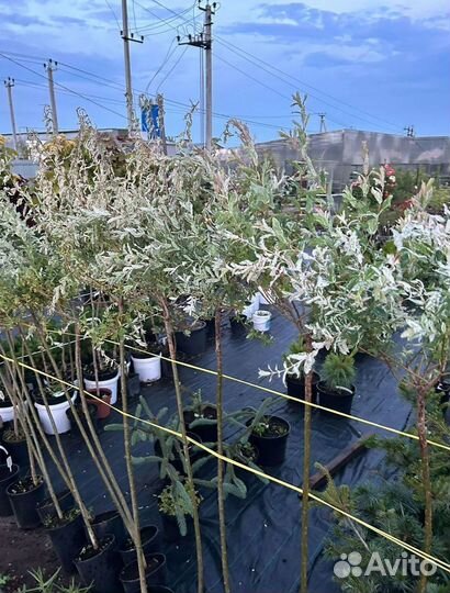 Ива Хакура Нишики