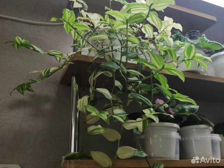 Комнатные лианы