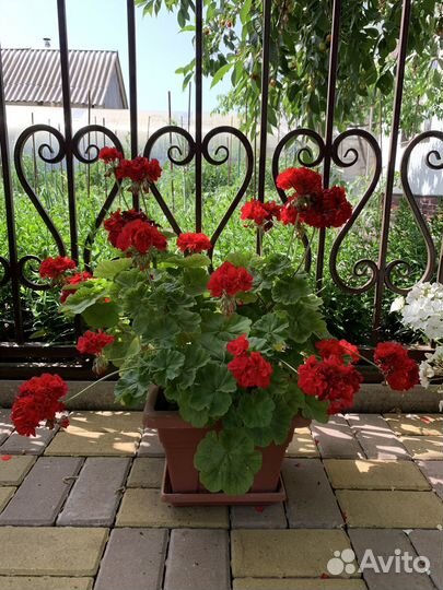 Продаю Герань пеларгония