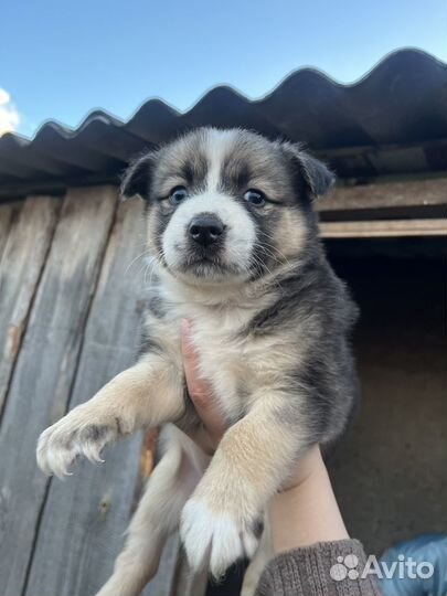 Щенки в добрые руки даром