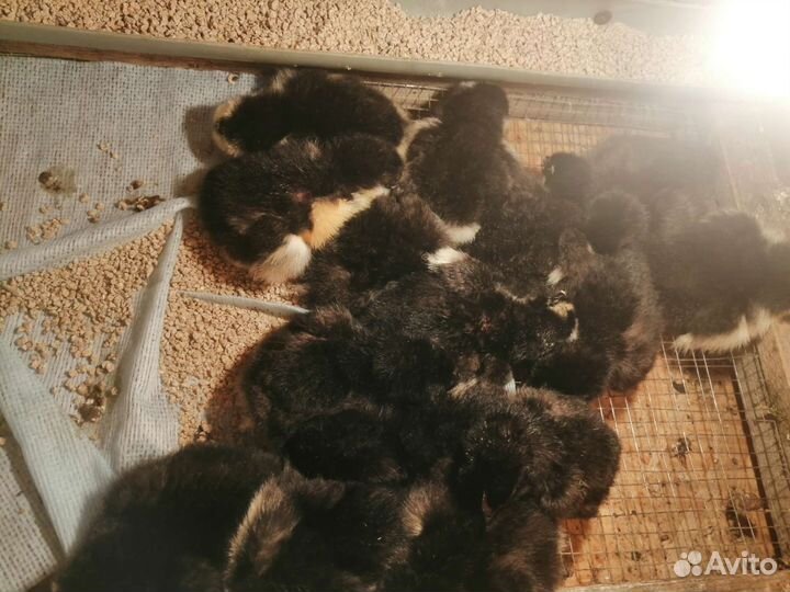 Цыпленок Московская черная