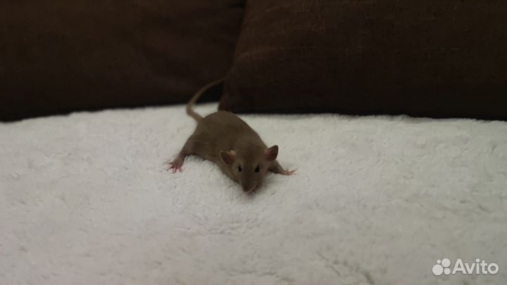 Крысята дамбо домашнего разведения