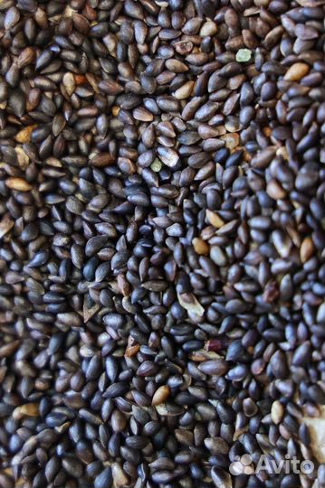 Семена Горной Сосны Мугус