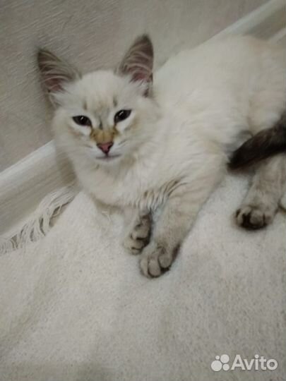 Котенок сиамский