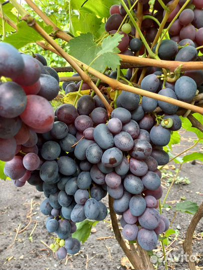 Саженцы винограда