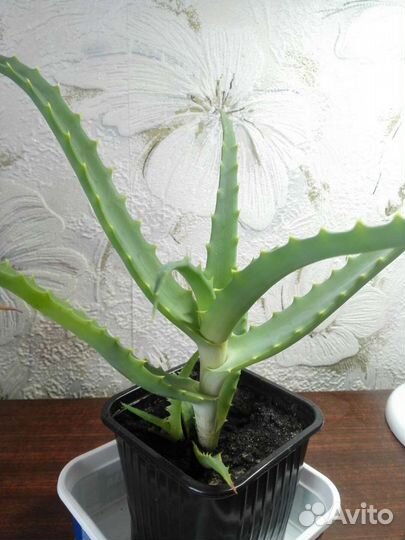 Алоэ столетник