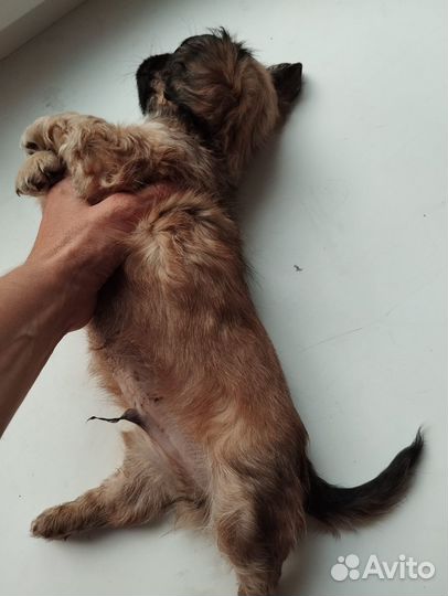 Щенок пекинеса