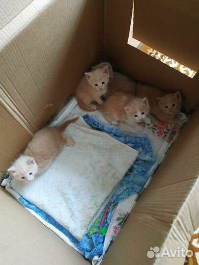 Рыжие котята
