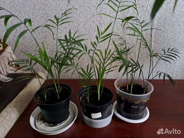 Комнатные цветы