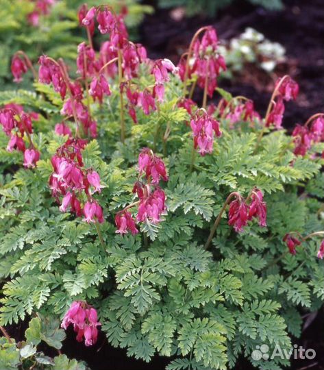 Многолетние цветы