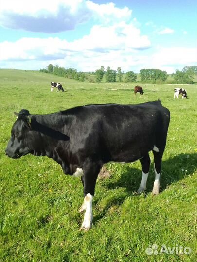 Нетель стельная