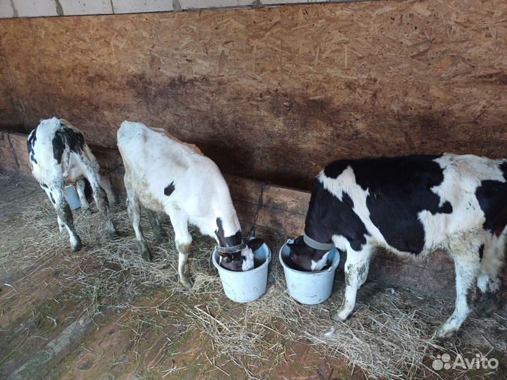 Телята бычки