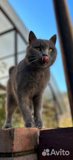 Кошка в добрые руки бесплатно