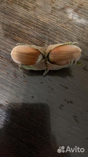 Краснолистный фундук, 2 и 3 года