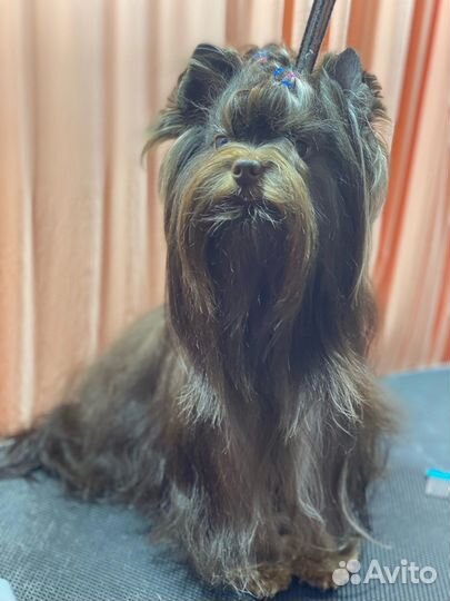 Щенки йорка мини