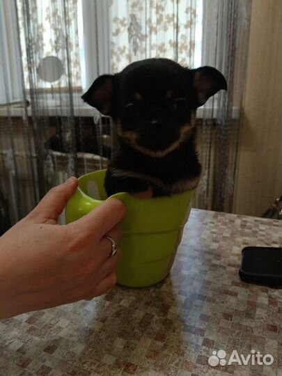 Чихуахуа мини девочка