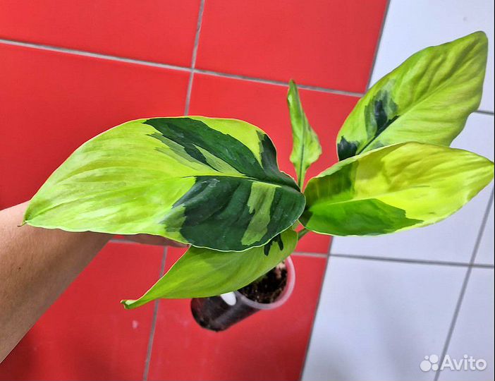 Спатифилум Волшебник