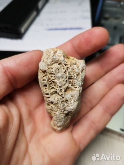 Древняя окаменелость