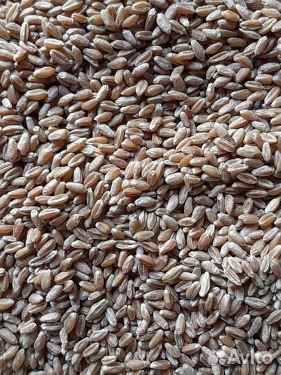 Комбикорм пшеница