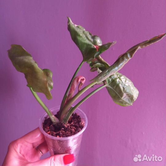 Сингониум клубничный лед