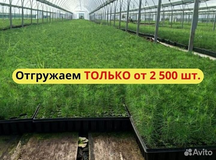 Саженцы сосны зкс оптом