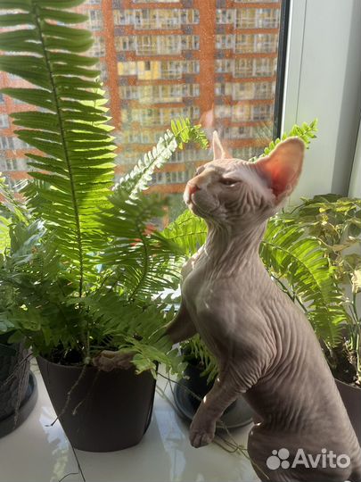 Сфинкс 3 месяца