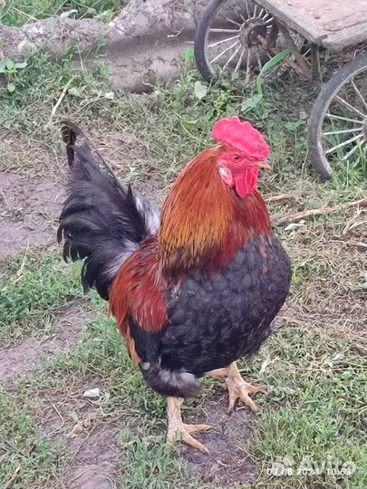Продам петуха