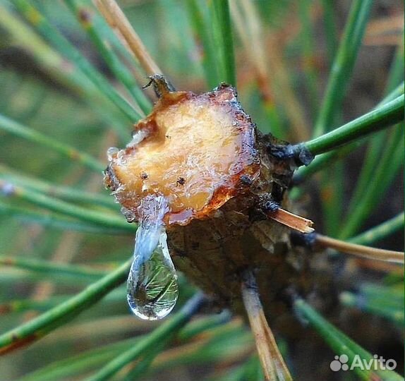 Балхам настоящий с прополисом, для Астрахани