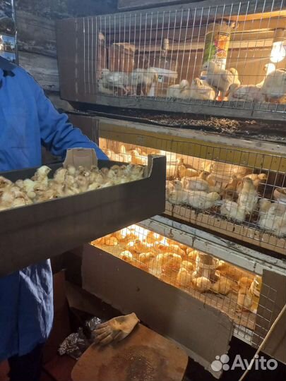 Цыплята кобб500т