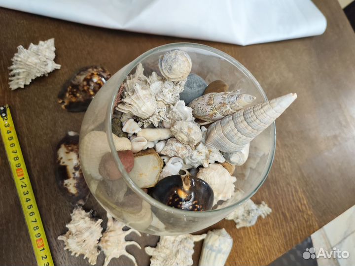 Морские ракушки