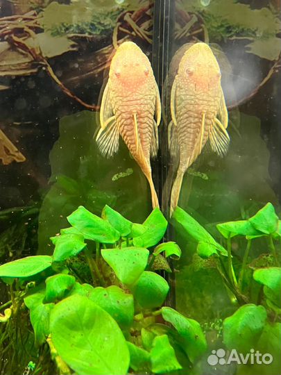 Сомики анциструсы