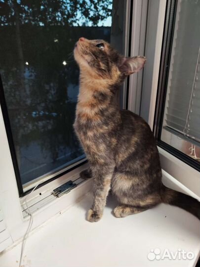 Котенок 5 месяцев